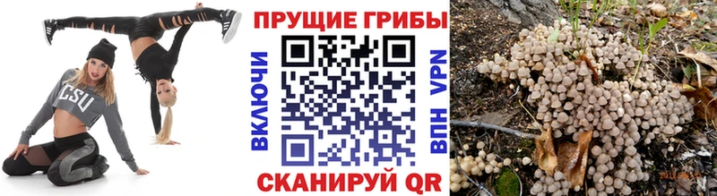 ссылка на мегу онион  Бодайбо  Галлюциногенные грибы Psilocybine cubensis 